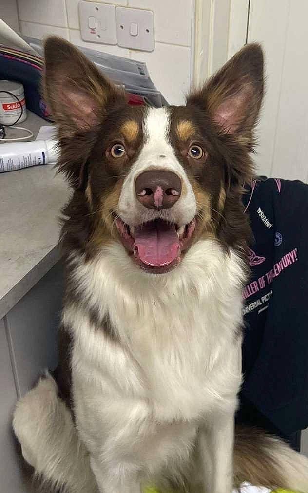 Arlo joined the competition — help win amazing prizes! biting, carnivore, collar, companion_dog, dog, dog_breed, dog_collar, dog_supply, door, flooring, fur, herding_dog, plant, smile, snout, sporting_group, whiskers, working_animal, working_dog