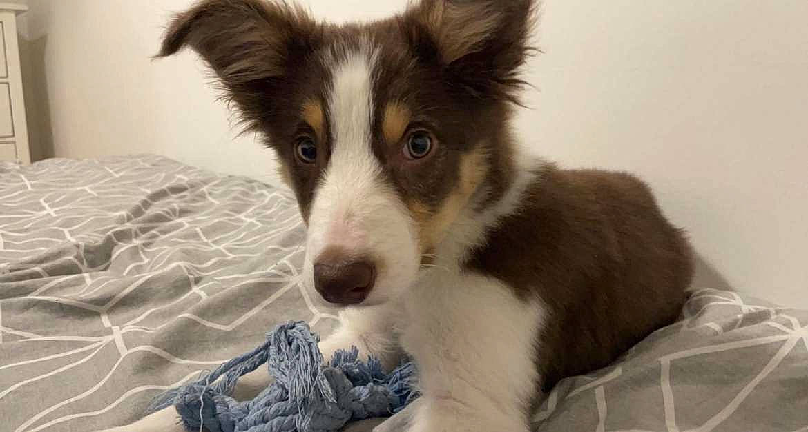 Arlo joined the competition — help win amazing prizes! ancient_dog_breeds, australian_collie, australian_shepherd, border_collie, carnivore, companion_dog, dog, dog_breed, fur, herding_dog, snout, sporting_group, terrestrial_animal, whiskers, working_animal, working_dog