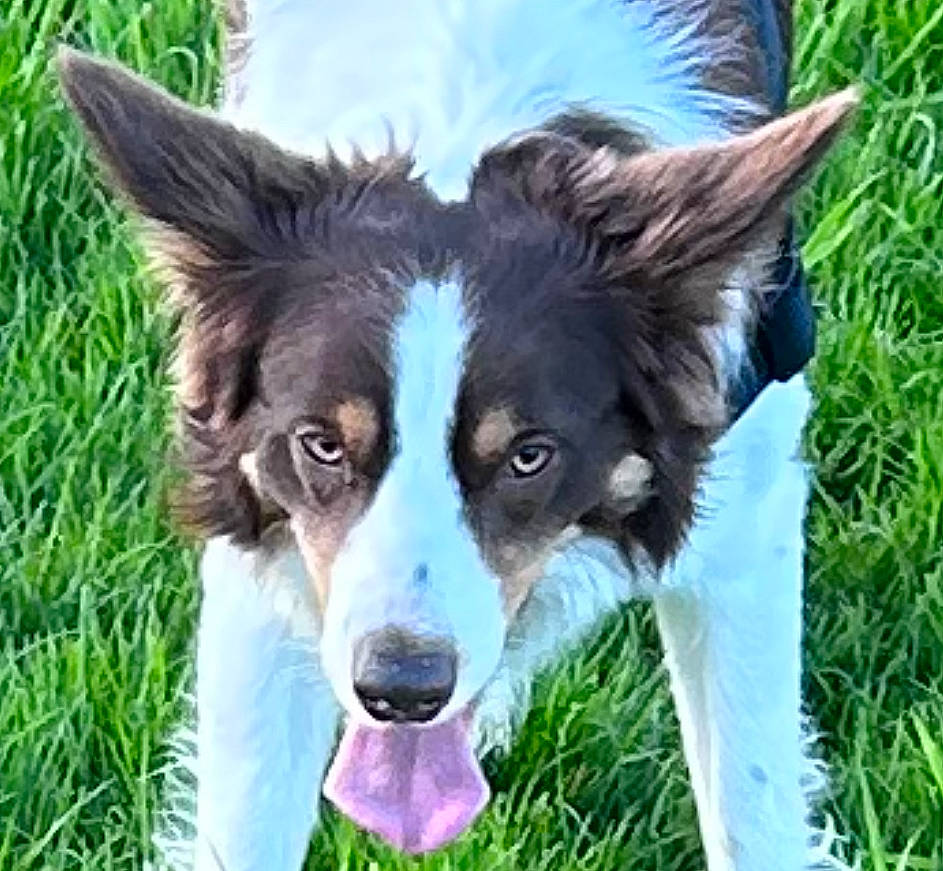 Arlo is registered to the contest to win money with this photo: australian_collie, australian_shepherd, border_collie, canidae, carnivore, companion_dog, dog, dog_breed, dog_collar, fur, grass, grassland, herding_dog, plant, snout, sporting_group, terrestrial_animal, whiskers, working_animal, working_dog