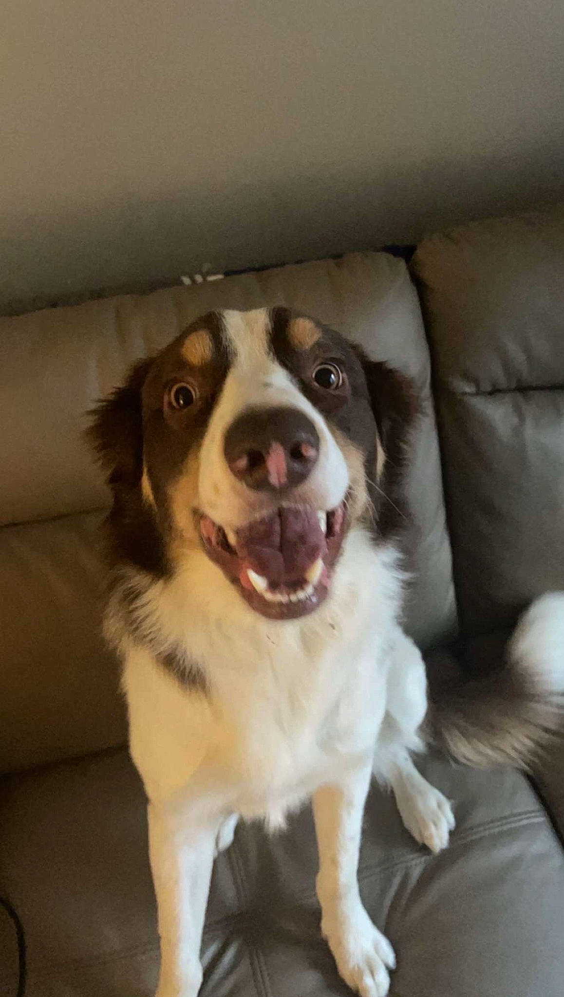 Arlo joined the competition — help win amazing prizes! australian_collie, border_collie, canidae, carnivore, companion_dog, couch, dog, dog_breed, door, fang, fur, gun_dog, herding_dog, plant, sleeper_chair, smile, sporting_group, whiskers, working_animal, working_dog