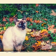 Noisette a rejoint le concours — aidez-le/la à gagner de superbes lots ! cat, siamese_cat, blue_eyes, autumn_leaves, ivy, greenery, outdoor, nature, fall, leaves, animal, pet, feline, sitting, vintage_border, nostalgic, colorful, calm, grass, garden