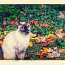 cat, siamese_cat, blue_eyes, autumn_leaves, ivy, greenery, outdoor, nature, fall, leaves, animal, pet, feline, sitting, vintage_border, nostalgic, colorful, calm, grass, garden