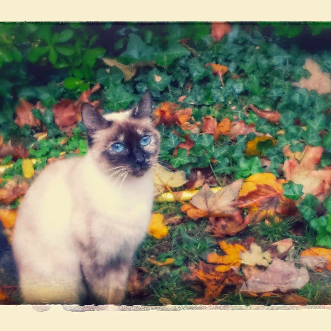 Noisette a rejoint le concours — aidez-le/la à gagner de superbes lots ! cat, siamese_cat, blue_eyes, autumn_leaves, ivy, greenery, outdoor, nature, fall, leaves, animal, pet, feline, sitting, vintage_border, nostalgic, colorful, calm, grass, garden