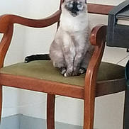 Noisette participe au concours pour gagner de l'argent avec cette photo : animal, calm, cat, chair, domestic_animal, feline, floor, furniture, green_cushion, home, household, indoor, looking, pet, quiet, resting, siamese_cat, sitting, wall, wooden_chair