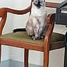 animal, calm, cat, chair, domestic_animal, feline, floor, furniture, green_cushion, home, household, indoor, looking, pet, quiet, resting, siamese_cat, sitting, wall, wooden_chair