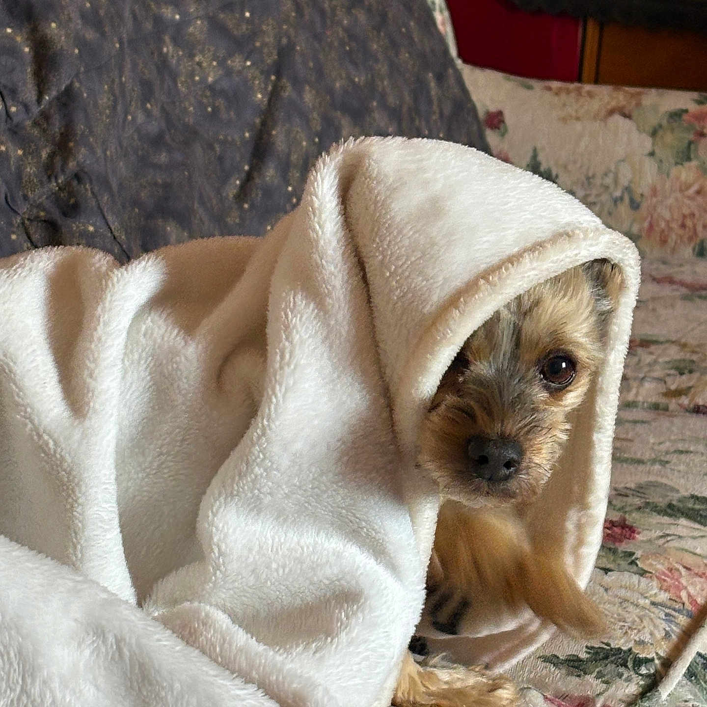 Mickey Mouse joined the competition — help win amazing prizes! animal, blanket, comfort, couch, cozy, cute, dog, ears, fabric, fur, fur_texture, home, indoor, looking, pet, portrait, resting, small_dog, snout, wrapped