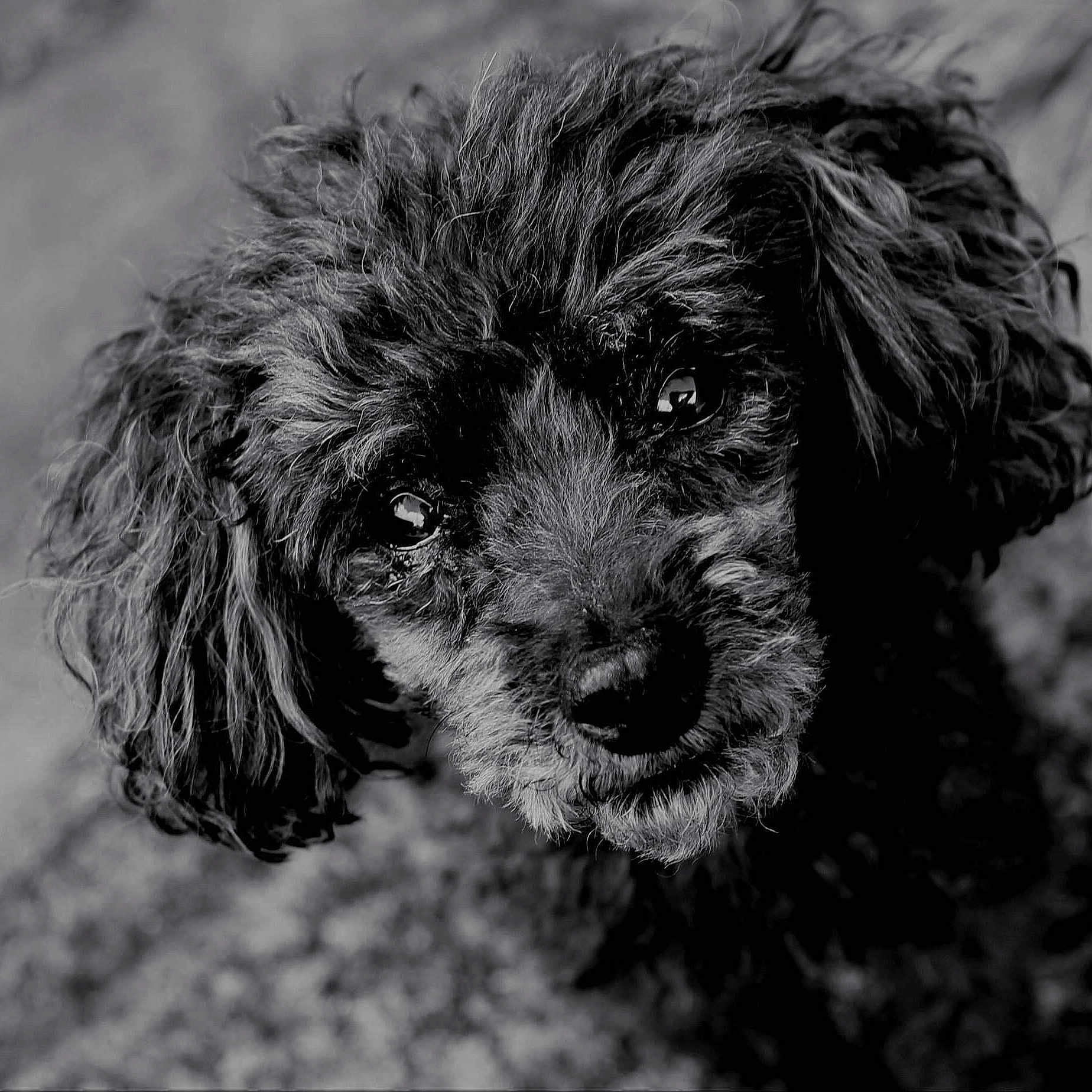 Elvis is registered to the contest to win money with this photo: