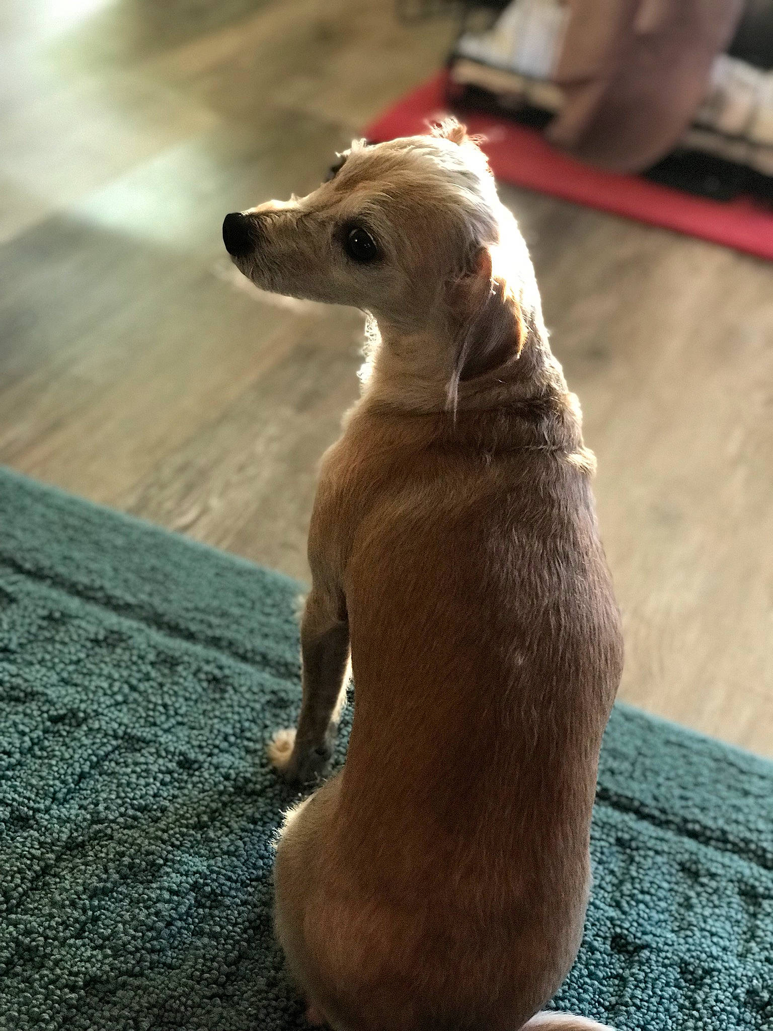 Julian is registered to the contest to win money with this photo: canidae, carnivore, companion_dog, dog, dog_breed, fawn, italian_greyhound, lurcher, mammal, puppy, snout, toy_dog, vertebrate, whippet