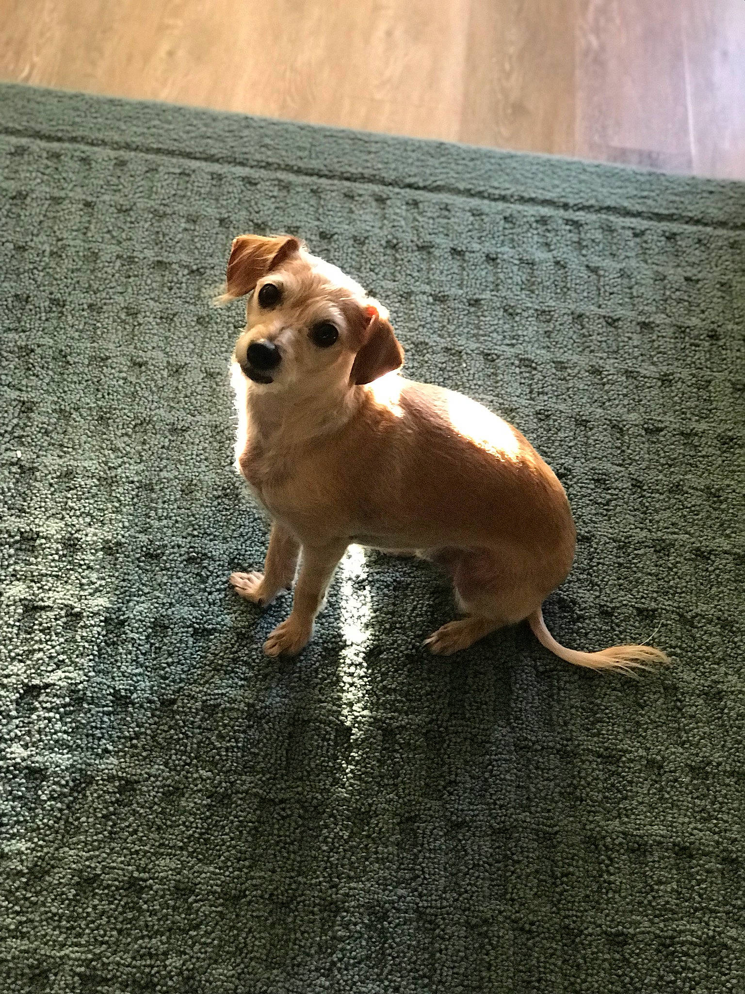 Julian is registered to the contest to win money with this photo: canidae, carnivore, companion_dog, dog, dog_breed, fawn, harrier, mammal, puppy, rare_breed_dog, sporting_group, vertebrate