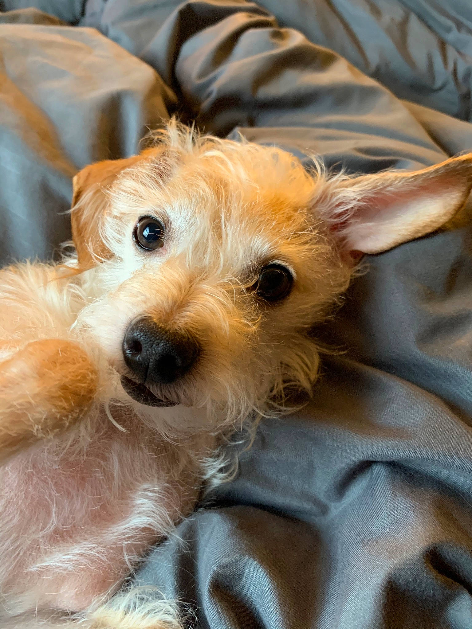 Julian is registered to the contest to win money with this photo: cairn_terrier, canidae, carnivore, companion_dog, dog, dog_breed, dutch_smoushond, fawn, glen_of_imaal_terrier, mammal, norfolk_terrier, norwich_terrier, portuguese_podengo, puppy, rare_breed_dog, schnoodle, snout, sporting_lucas_terrier, terrier, vertebrate