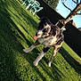 Nawak participe au concours pour gagner de l'argent avec cette photo : dog, dog_breed, dog_breed_group, dog_like_mammal, grass, grass_family, lawn, plant, snout, tree
