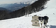 Nawak a rejoint le concours — aidez-le/la à gagner de superbes lots ! alps, arctic, dog, dog_breed, dog_breed_group, dog_like_mammal, fell, freezing, geological_phenomenon, glacial_landform, mountain, mountain_range, mountainous_landforms, piste, ridge, sky, sled_dog_racing, snow, winter, winter_sport