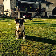 Nawak participe au concours pour gagner de l'argent avec cette photo : border_collie, dog, dog_breed, dog_breed_group, dog_like_mammal, fun, grass, home, house, lawn, plant, sky, tree, vertebrate