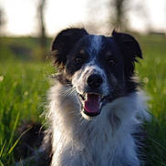 Bounty  participe au concours pour gagner de l'argent avec cette photo : australian_shepherd, border_collie, companion_dog, dog, dog_breed, dog_breed_group, dog_like_mammal, grass, herding_dog, plant, snout, stabyhoun, welsh_sheepdog, whiskers