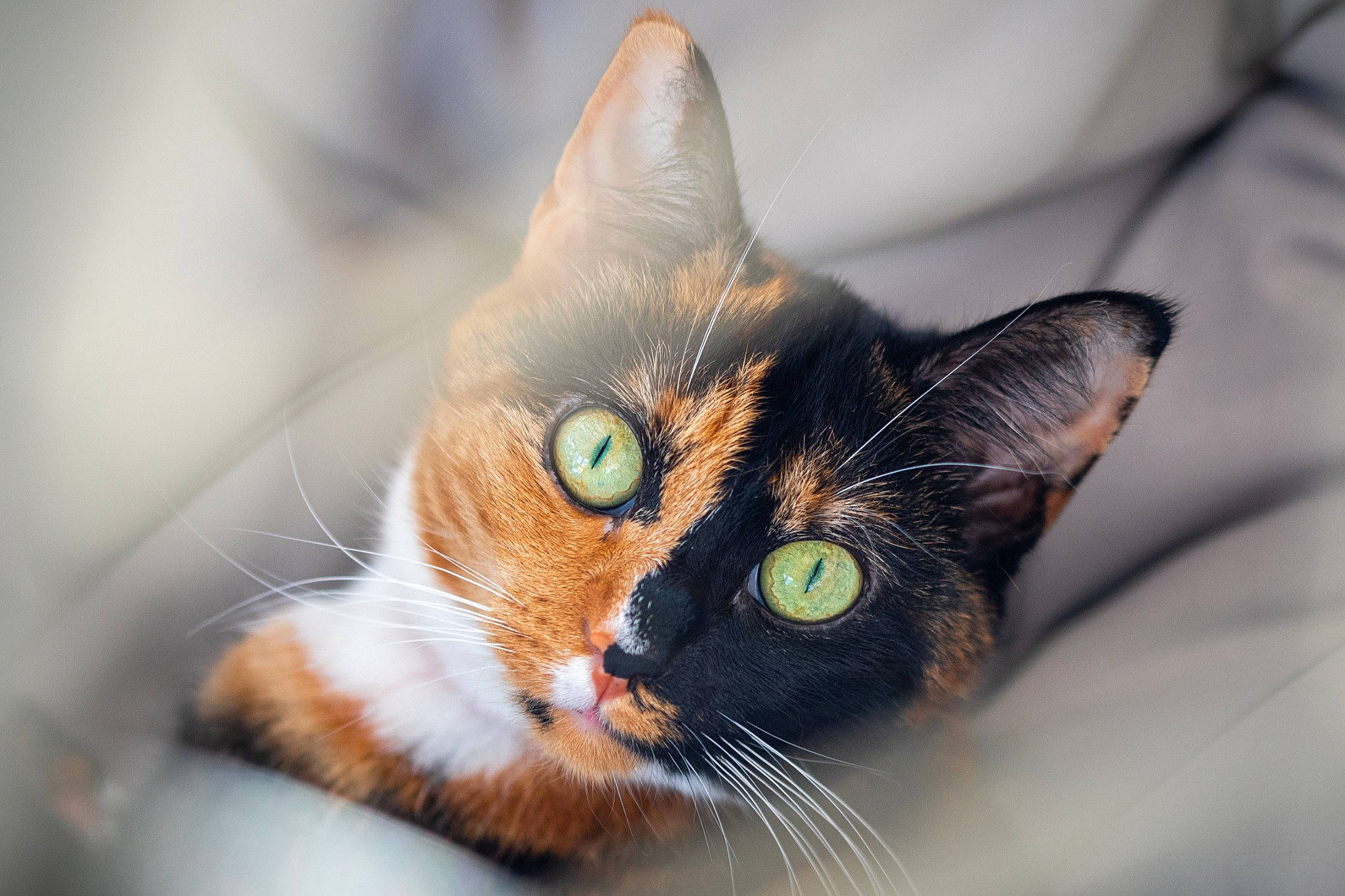 Minnie is registered to the contest to win money with this photo: carnivore, cat, close_up, domestic_short_haired_cat, ear, eye, felidae, fur, hair, head, macro_photography, small_to_medium_sized_cats, snout, tree, whiskers, wildlife, window