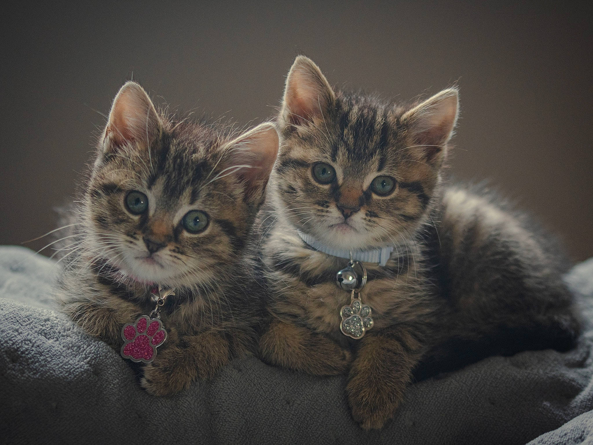 Nova And Luna