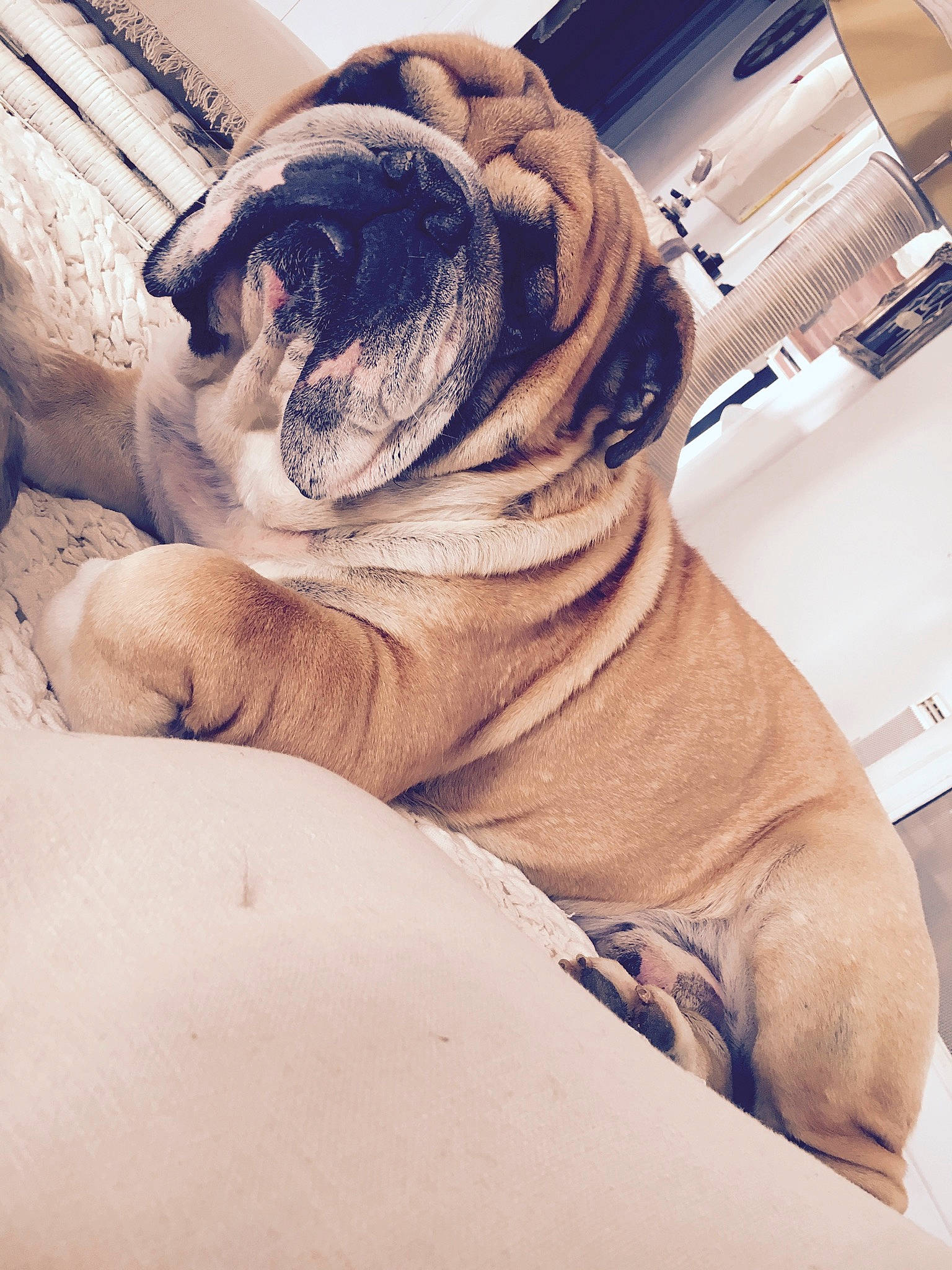 Yuri participe au concours pour gagner de l'argent avec cette photo : carnivoran, dog, dog_breed, dog_like_mammal, ear, eye, fawn, fur, mammal, non_sporting_group, nose, organ, pug, puppy, puppy_love, skin, snout, vertebrate, whiskers, wrinkle