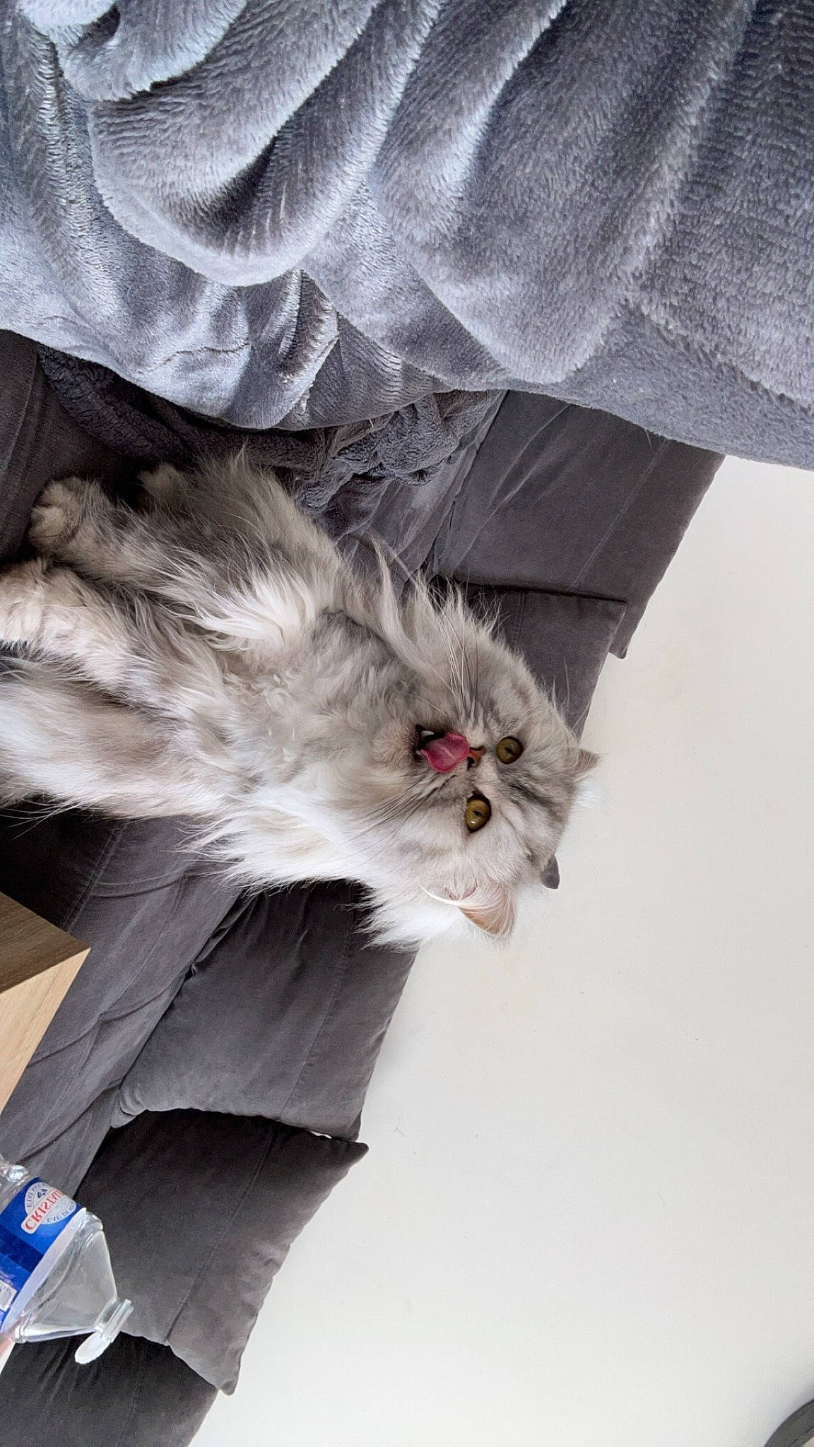 Simba participe au concours pour gagner de l'argent avec cette photo : british_longhair, carnivore, cat, claw, comfort, felidae, fur, gesture, grey, paw, sleeve, small_to_medium_sized_cats, tail, whiskers