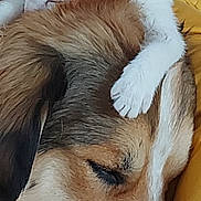 Maestro participe au concours pour gagner de l'argent avec cette photo : cat, kitten, dog, sleeping, resting, animal, pet, fur, closeup, cozy, cute, friendship, comfort, indoor, blanket, yellow, white, orange, brown, peaceful