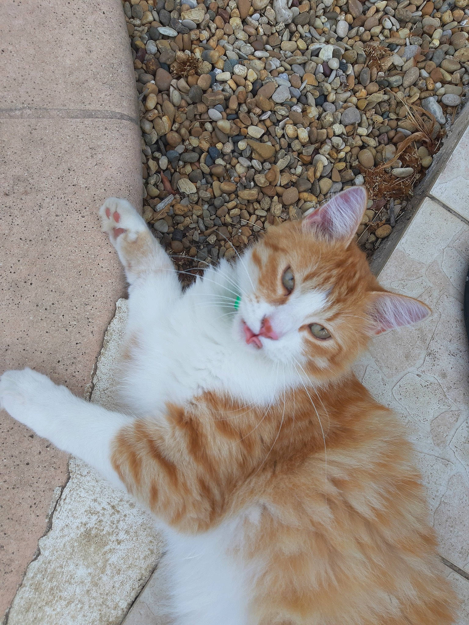 P'Tit Paul participe au concours pour gagner de l'argent avec cette photo : aegean_cat, arabian_mau, carnivore, cat, cymric, domestic_short_haired_cat, european_shorthair, fawn, felidae, fur, kitten, polydactyl_cat, small_to_medium_sized_cats, tabby_cat, tail, turkish_angora, turkish_van, whiskers