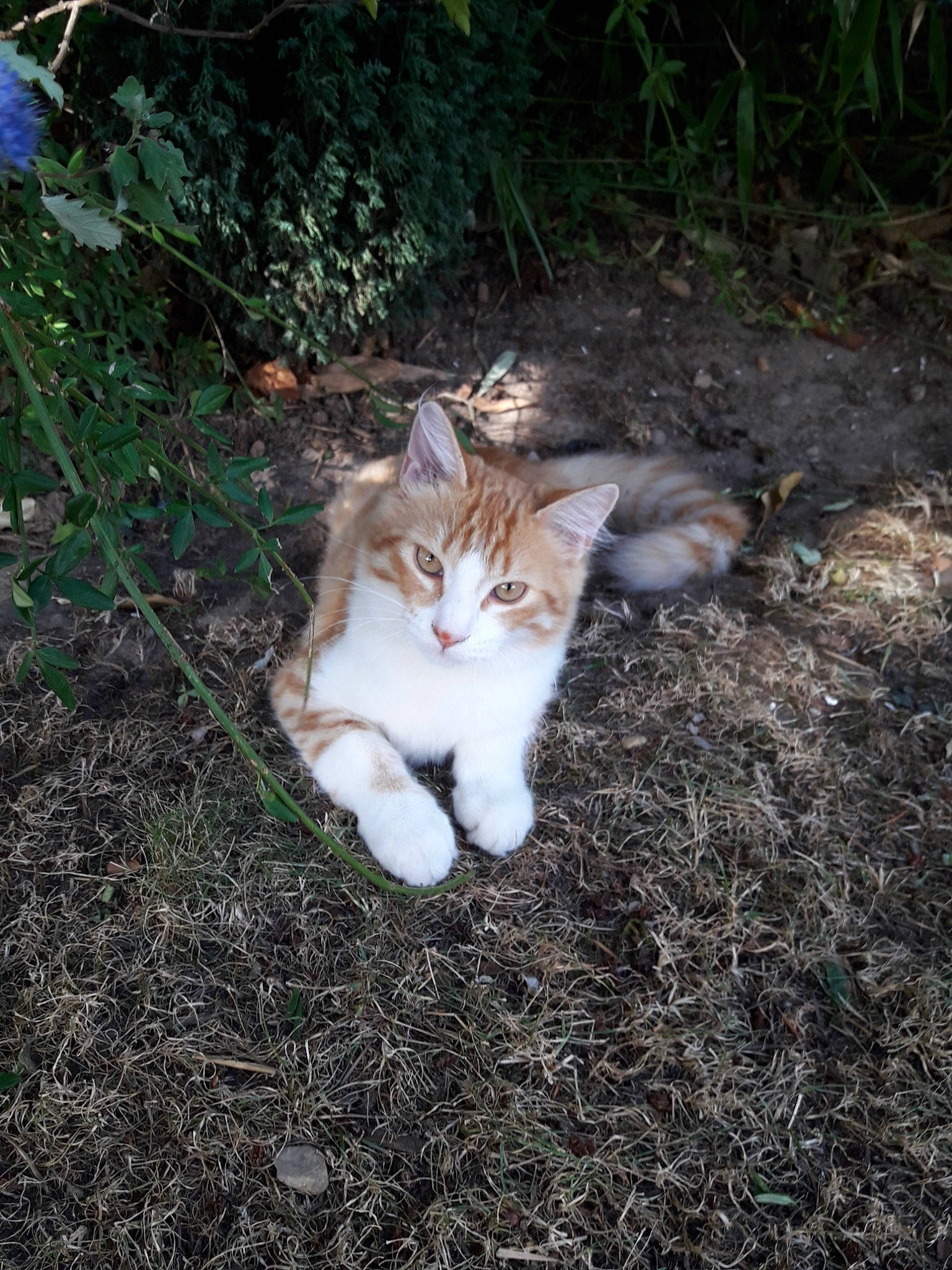 P'Tit Paul a rejoint le concours — aidez-le/la à gagner de superbes lots ! aegean_cat, carnivore, cat, domestic_short_haired_cat, european_shorthair, fawn, felidae, fur, grass, kitten, norwegian_forest_cat, organism, polydactyl_cat, small_to_medium_sized_cats, tabby_cat, tail, whiskers, wild_cat