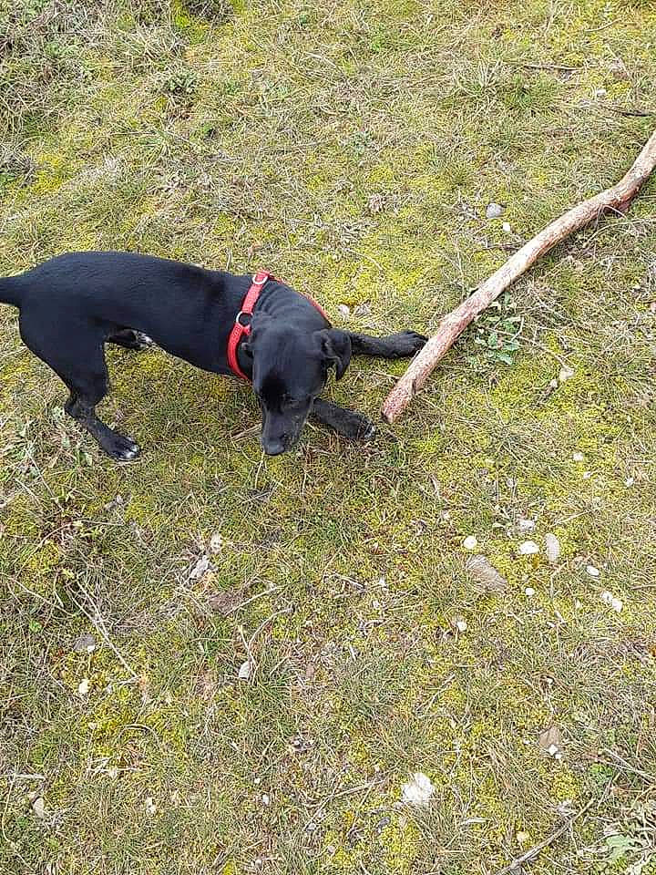 Leucky a rejoint le concours — aidez-le/la à gagner de superbes lots ! canidae, carnivore, dog, dog_breed, field_trial, grass, hunting_dog, leash, pointer, sporting_group, tail