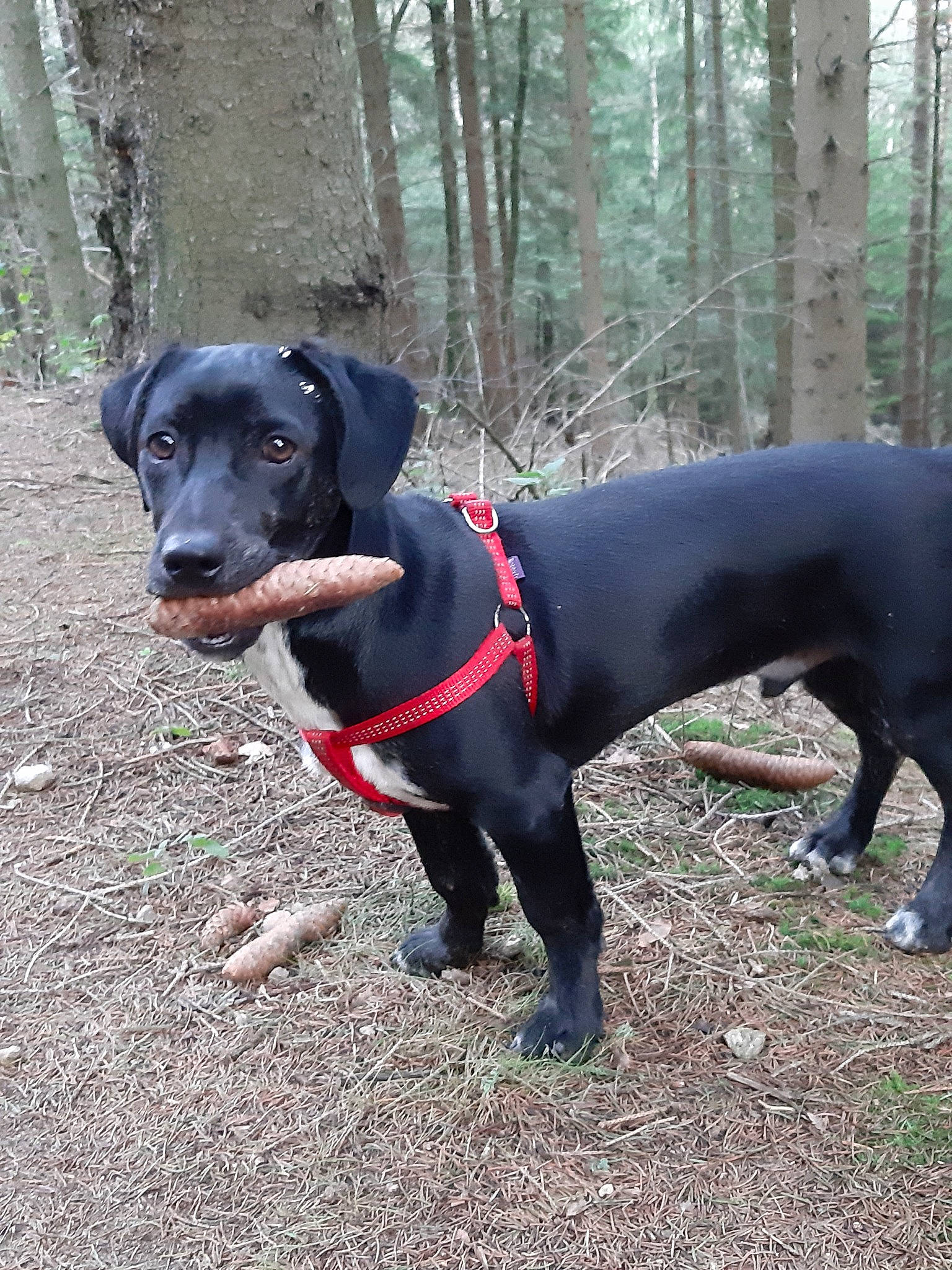 Leucky participe au concours pour gagner de l'argent avec cette photo : adventure, blue_lacy, borador, canidae, carnivore, dog, dog_breed, hunting_dog, labrador_retriever, mammal, non_sporting_group, patterdale_terrier, rare_breed_dog, snout, sporting_group, tail