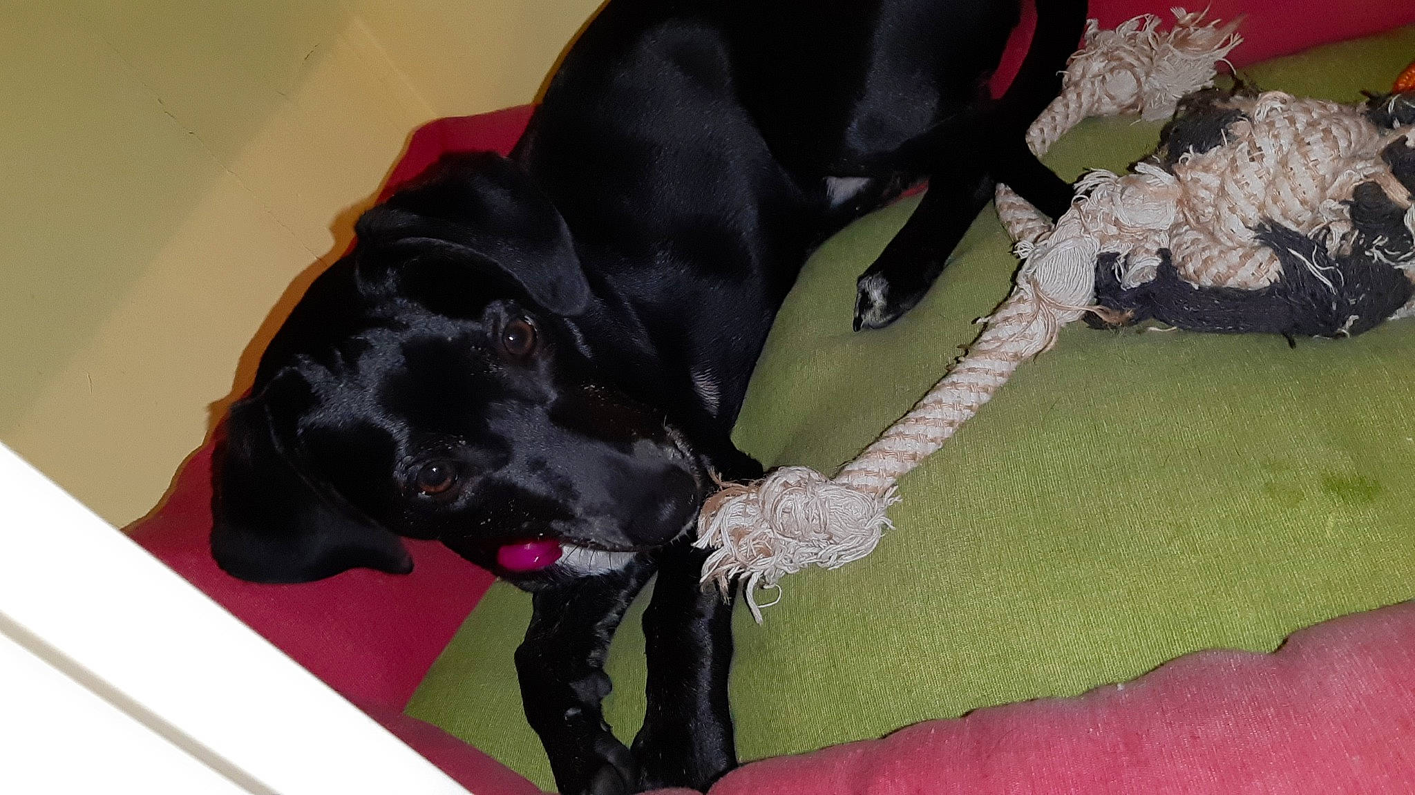 Leucky participe au concours pour gagner de l'argent avec cette photo : beagador, borador, canidae, carnivore, dog, dog_breed, flat_coated_retriever, guard_dog, sporting_group