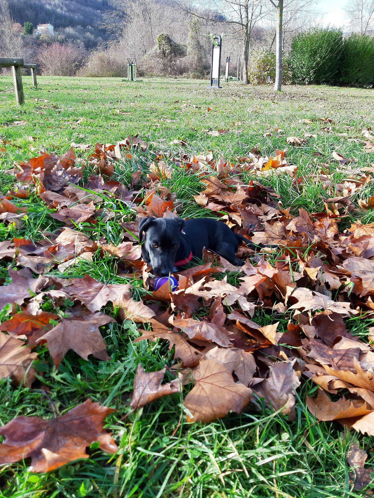 Leucky a rejoint le concours — aidez-le/la à gagner de superbes lots ! autumn, canidae, carnivore, dog, dog_breed, fawn, grass, groundcover, leaf, plant