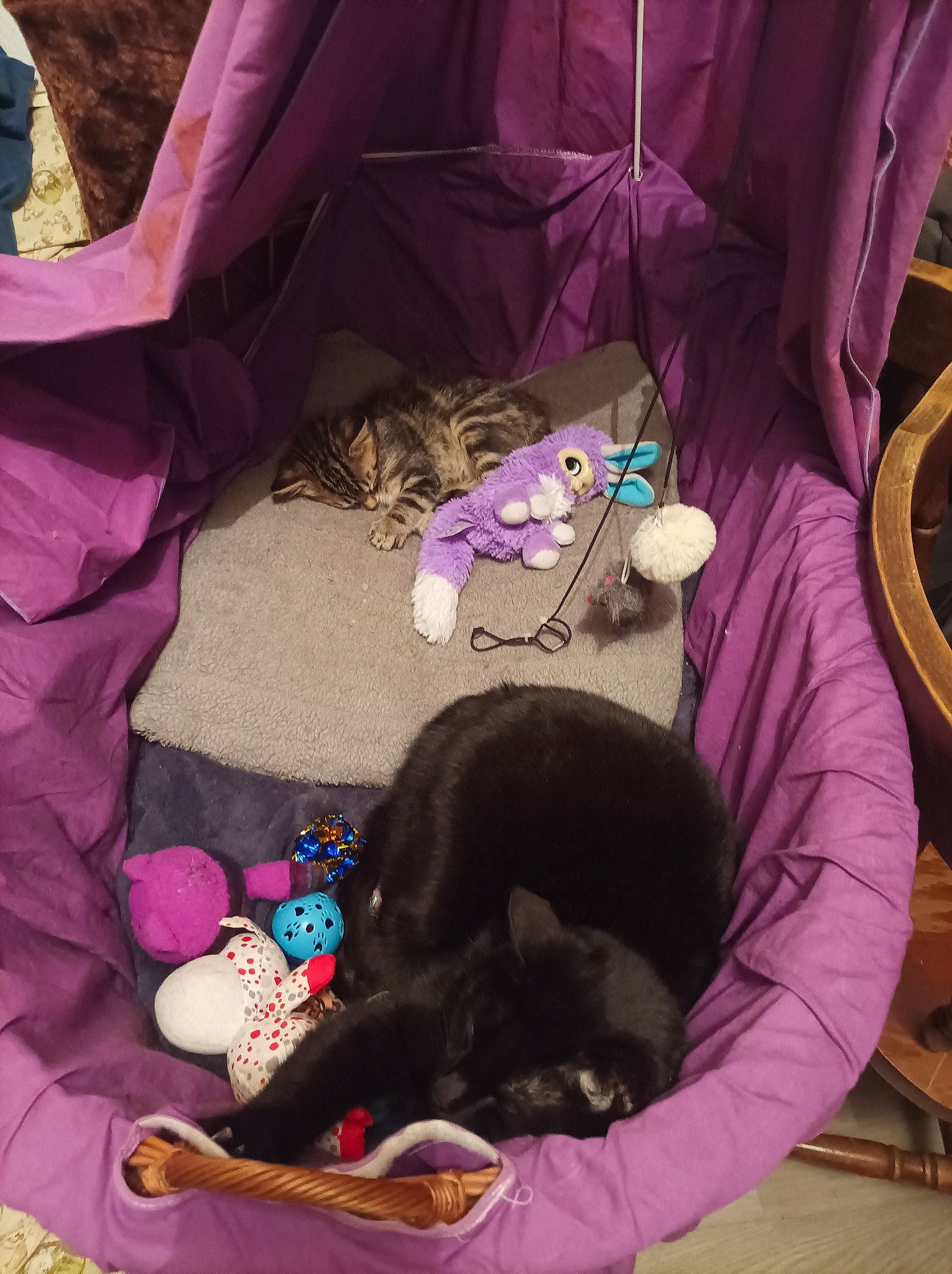 Pâte A Tartiner a rejoint le concours — aidez-le/la à gagner de superbes lots ! bag, black, brown, carnivore, comfort, companion_dog, dog_breed, fawn, felidae, luggage_and_bags, magenta, mammal, pink, plant, purple, textile, tints_and_shades, toy, vertebrate, violet