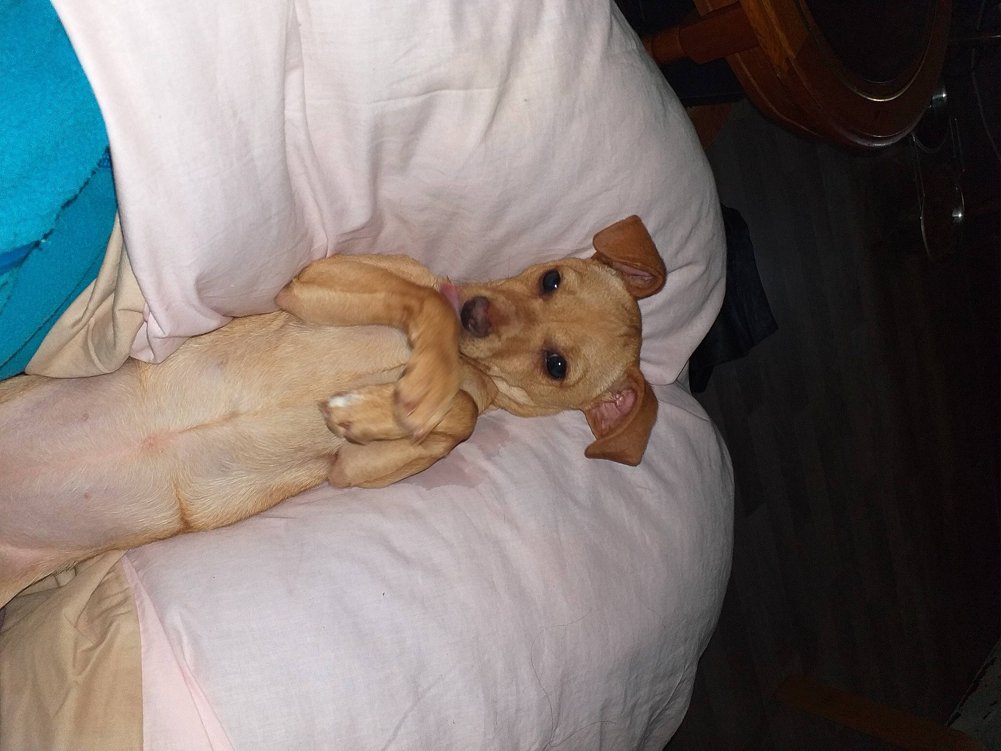 Bounty participe au concours pour gagner de l'argent avec cette photo : abdomen, bed, bedding, carnivore, comfort, companion_dog, dog, elbow, fawn, felidae, fur, human_leg, linens, nail, room, tableware, toy, whiskers, wood, wrist