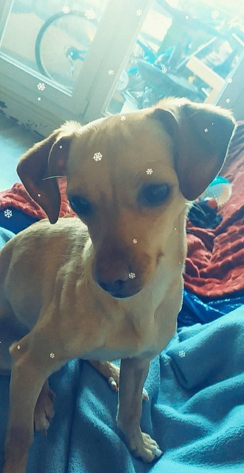 Bounty a rejoint le concours — aidez-le/la à gagner de superbes lots ! blue, canidae, carnivore, collar, companion_dog, dog, dog_breed, dog_collar, dog_supply, ear, electric_blue, fawn, guard_dog, hunting_dog, non_sporting_group, puppy, snout, sporting_group, whiskers, working_animal