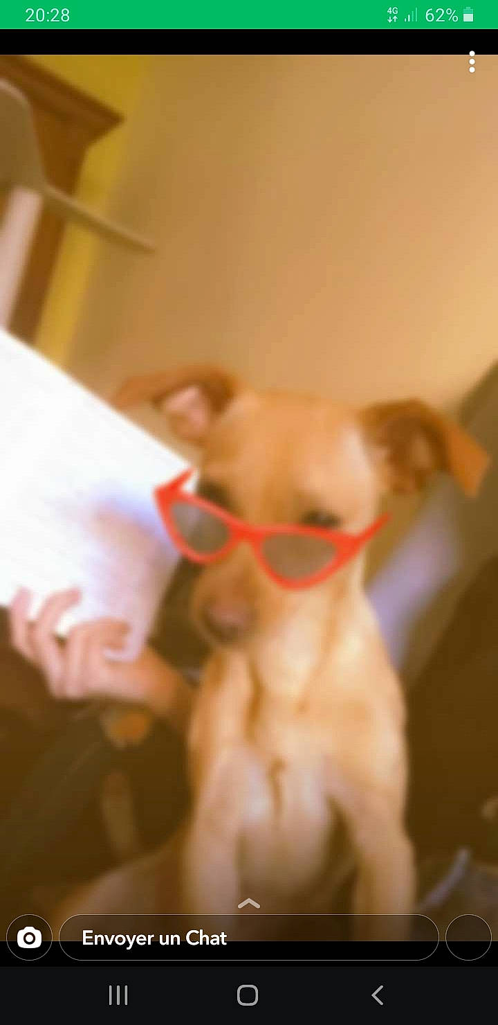 Bounty participe au concours pour gagner de l'argent avec cette photo : carnivore, chihuahua, companion_dog, dog, dog_breed, ear, fawn, felidae, fur, human_leg, paw, small_to_medium_sized_cats, snout, sporting_group, tail, toy, toy_dog, whiskers, wood, working_animal