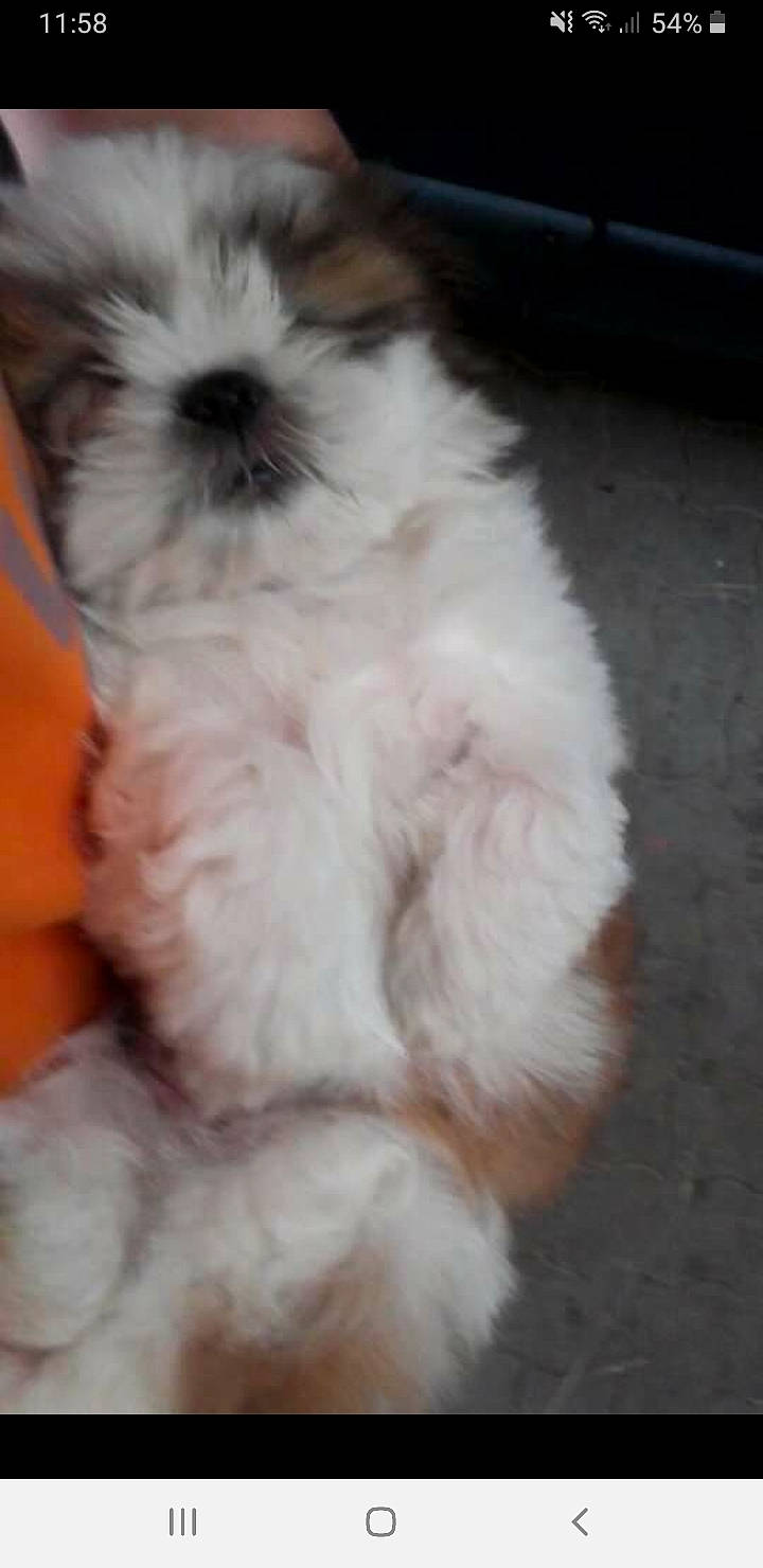 Milka participe au concours pour gagner de l'argent avec cette photo : canidae, carnivore, companion_dog, dog, dog_breed, flooring, fur, mal_shi, maltepoo, non_sporting_group, paw, shih_poo, shih_tzu, small_terrier, snout, sporting_group, tail, terrier, toy_dog, working_animal