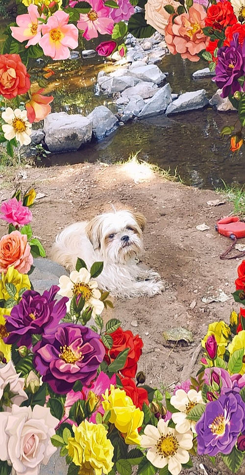 Milka participe au concours pour gagner de l'argent avec cette photo : annual_plant, botany, carnivore, companion_dog, dog, dog_breed, fawn, flower, flower_arranging, flowering_plant, garden, grass, groundcover, landscape, landscaping, nature, petal, plant, rose, shrub