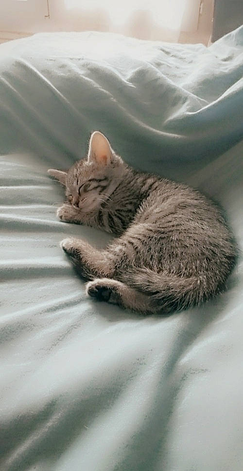 Mars a rejoint le concours — aidez-le/la à gagner de superbes lots ! carnivore, cat, claw, comfort, domestic_short_haired_cat, felidae, fur, gesture, grey, monochrome_photography, nap, paw, sitting, sleep, small_to_medium_sized_cats, snout, tail, whiskers, wildlife, window