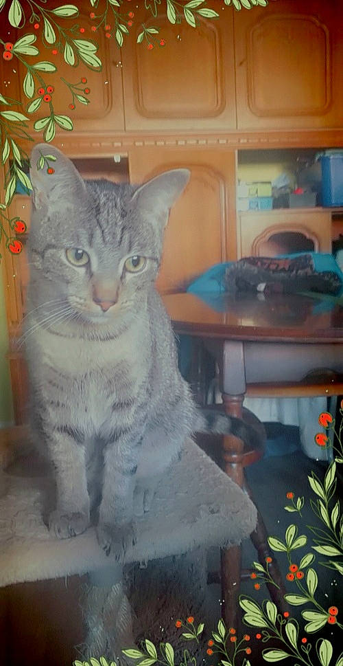 Mars a rejoint le concours — aidez-le/la à gagner de superbes lots ! art, carnivore, cat, domestic_short_haired_cat, felidae, flower, fur, kitchen_appliance, paw, plant, room, sitting, small_to_medium_sized_cats, snout, tail, whiskers, window