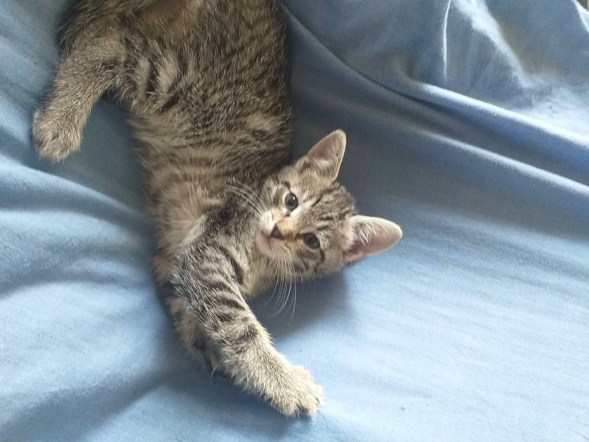 Mars participe au concours pour gagner de l'argent avec cette photo : carnivore, cat, claw, comfort, domestic_short_haired_cat, felidae, fur, paw, small_to_medium_sized_cats, snout, tail, terrestrial_animal, whiskers, wildlife