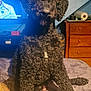 Marley is registered to the contest to win money with this photo: animal, banner, bed, black_dog, blue_wall, cozy, curly_coat, curly_fur, dog, domestic, dresser, framed_picture, fur_texture, furniture, indoor, looking, pet, resting, room, television