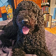Marley joined the competition — help win amazing prizes! black_dog, blanket, books, bookshelf, cozy, curly_fur, curly_hair, dog, dresser, floor, furniture, happy, indoor, lying_down, mugs, pet, room, tongue_out, water_bottles, wooden_furniture