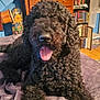 black_dog, blanket, books, bookshelf, cozy, curly_fur, curly_hair, dog, dresser, floor, furniture, happy, indoor, lying_down, mugs, pet, room, tongue_out, water_bottles, wooden_furniture
