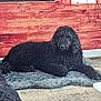 animal, black_dog, blanket, calm, carpet, companion, cozy, curly_fur, dog, floor, furniture, home, indoor, lying_down, mammal, pet, relaxed, resting, wall_outlet, wood_paneling