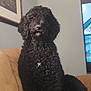 Marley joined the competition — help win amazing prizes! animal, black_dog, blanket, canine, companion, couch, cozy, curly_fur, dog, domestic, fur, furniture, home, indoor, living_room, mammal, pet, portrait, relaxed, seated