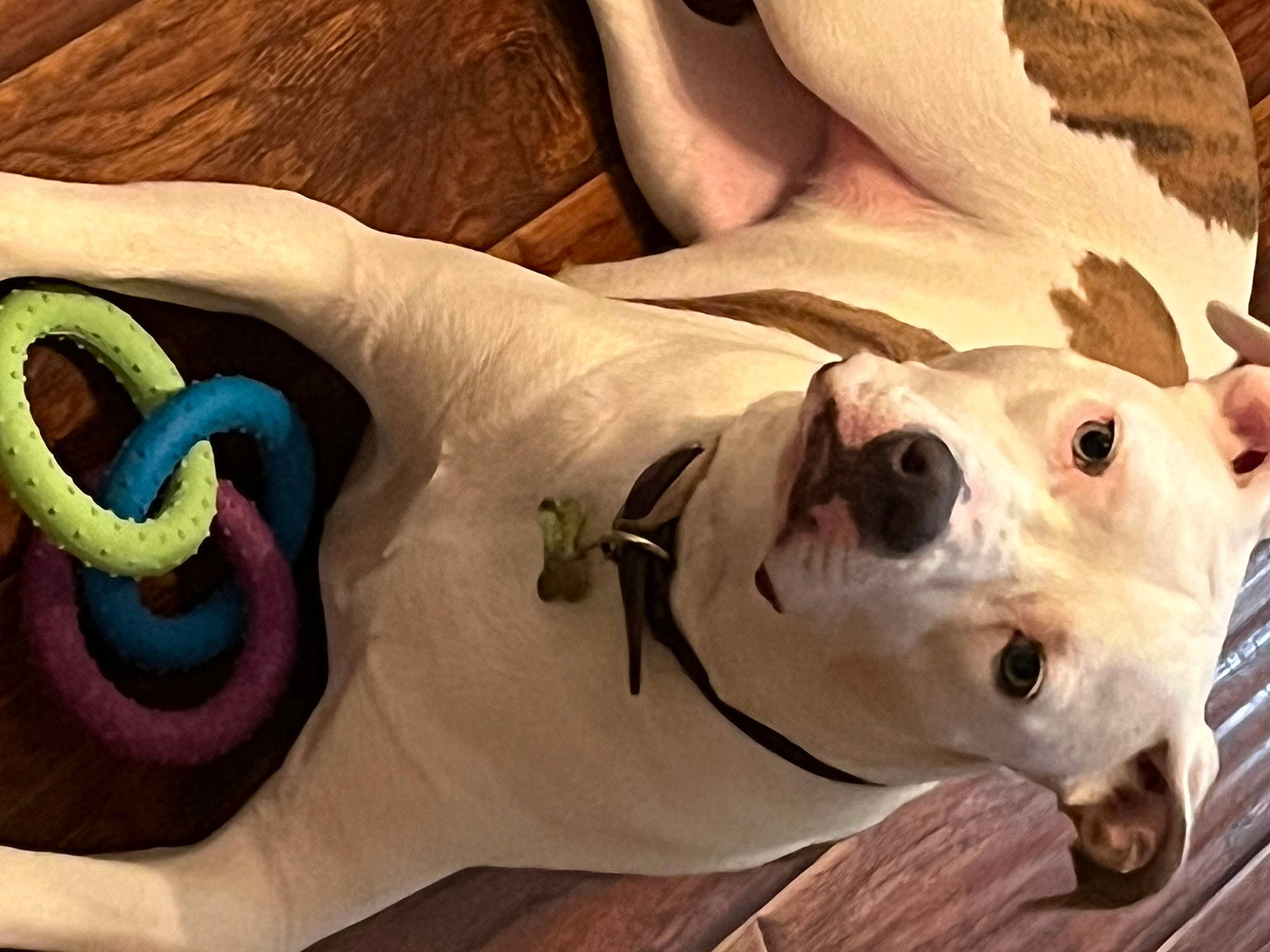 Mollie joined the competition — help win amazing prizes! ancient_dog_breeds, art, carnivore, collar, companion_dog, dog, dog_breed, dog_collar, fashion_accessory, fawn, linens, scaled_reptile, serpent, snout, sporting_group, terrestrial_animal, visual_arts, whiskers, wood, working_animal