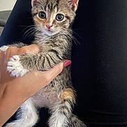 Daphne is registered to the contest to win money with this photo: kitten, cat, hand, fingernails, fur, paw, black_background, pet, animal, cute, small, domestic_cat, whiskers, eyes, young, pink_nails, holding, resting, soft, curious