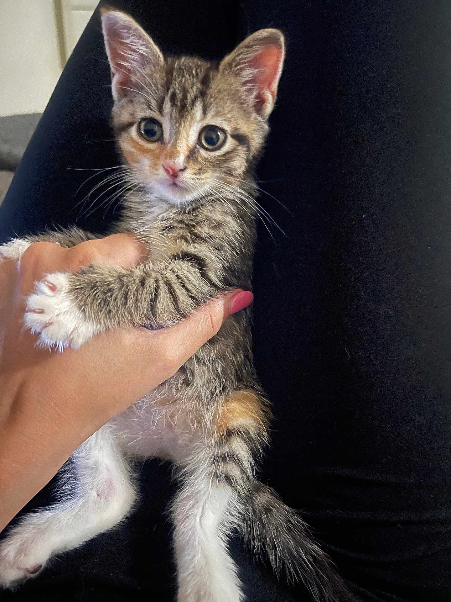 Daphne is registered to the contest to win money with this photo: kitten, cat, hand, fingernails, fur, paw, black_background, pet, animal, cute, small, domestic_cat, whiskers, eyes, young, pink_nails, holding, resting, soft, curious