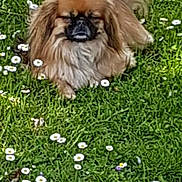 Nala a rejoint le concours — aidez-le/la à gagner de superbes lots ! dog, small_dog, fluffy, brown_dog, grass, daisies, flower, outdoor, pet, nature, sunny, relaxed, animal, canine, fur, tail, laying, greenery, summer, closeup