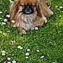dog, small_dog, fluffy, brown_dog, grass, daisies, flower, outdoor, pet, nature, sunny, relaxed, animal, canine, fur, tail, laying, greenery, summer, closeup