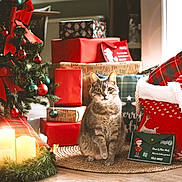 Félix a rejoint le concours — aidez-le/la à gagner de superbes lots ! cat, tabby_cat, christmas_tree, christmas_presents, candles, holiday_decor, plaid_pillow, red_bow, ornaments, woven_mat, festive_blanket, indoor, decorations, gift_box, holiday_season, pet, curious, cozy, festive, home
