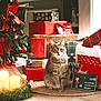 cat, tabby_cat, christmas_tree, christmas_presents, candles, holiday_decor, plaid_pillow, red_bow, ornaments, woven_mat, festive_blanket, indoor, decorations, gift_box, holiday_season, pet, curious, cozy, festive, home